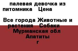 палевая девочка из питомника › Цена ­ 40 000 - Все города Животные и растения » Собаки   . Мурманская обл.,Апатиты г.